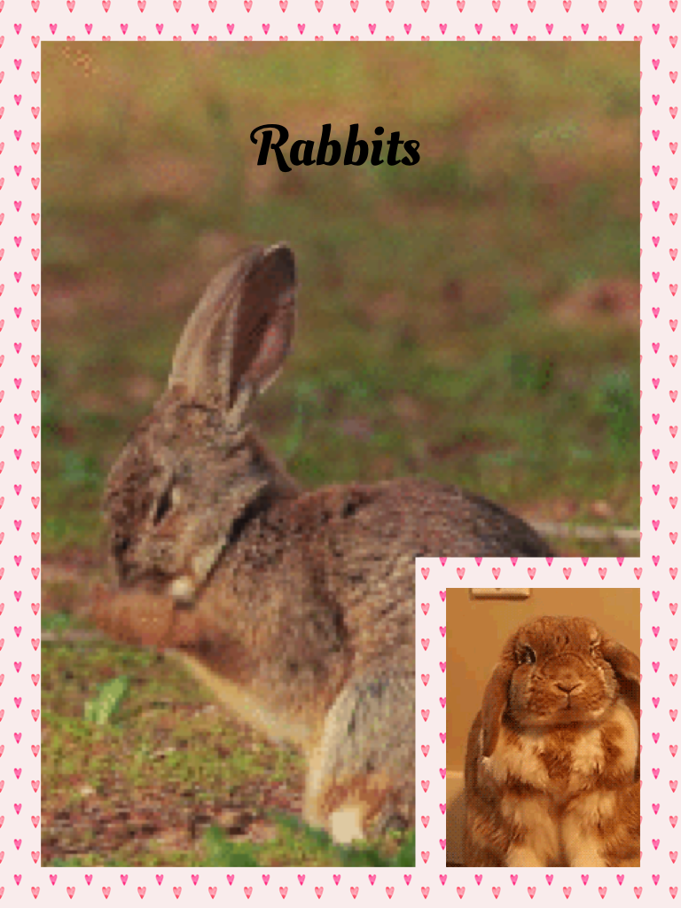 Rabbits LOL