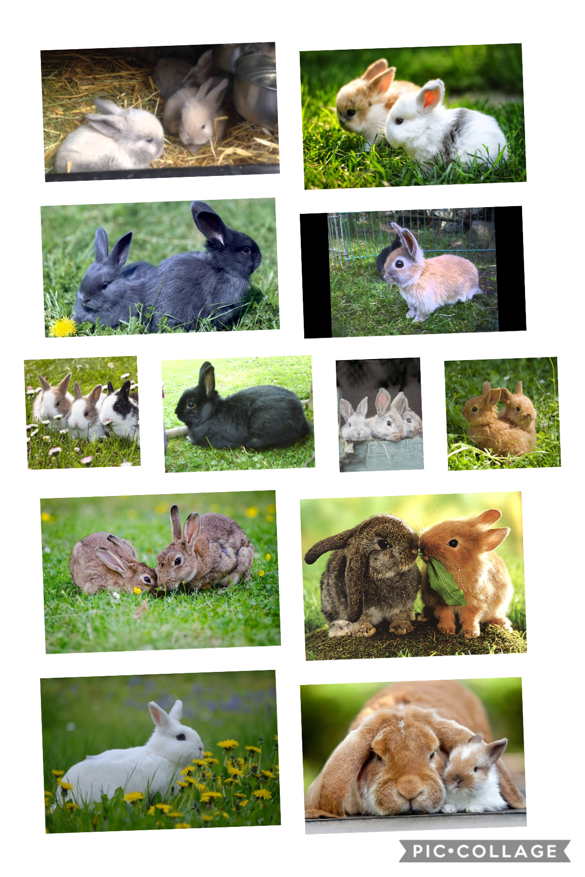 I love rabbits 🐰 