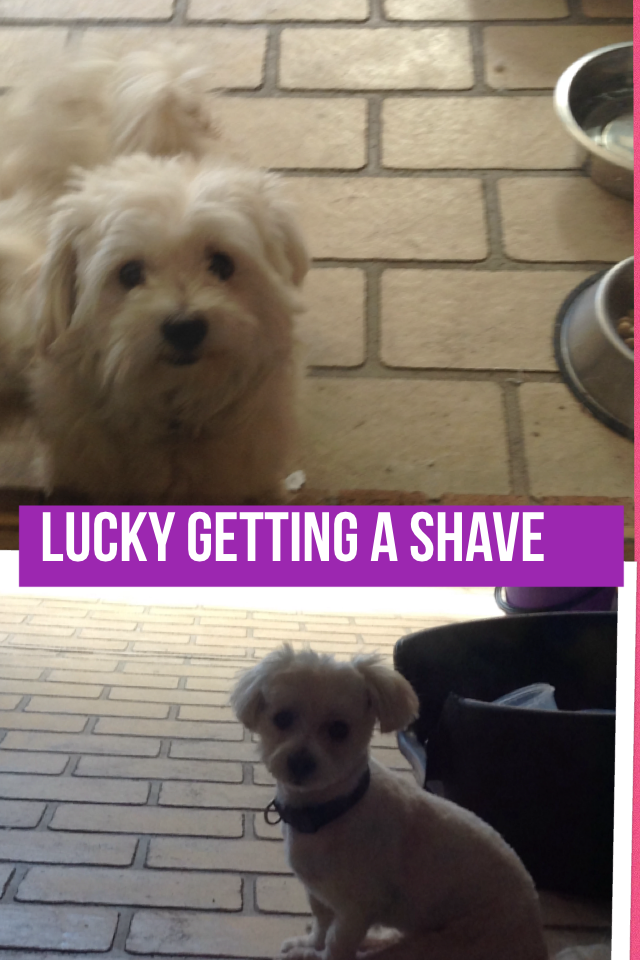 Lucky getting a shave