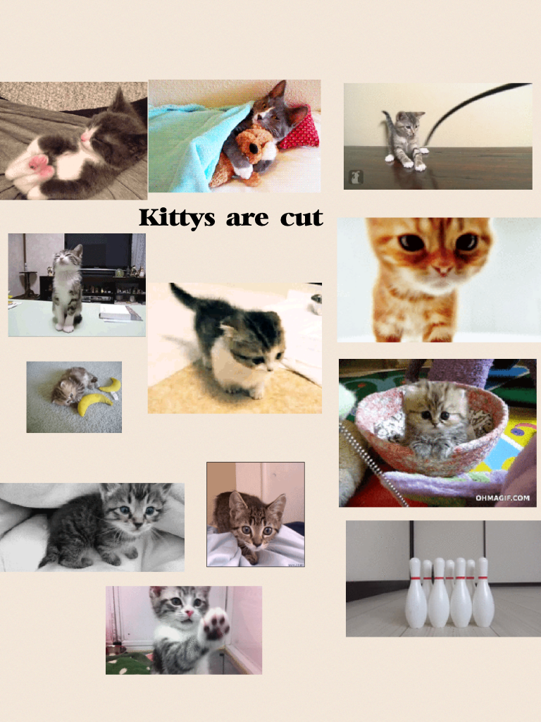 Kitty's are cute