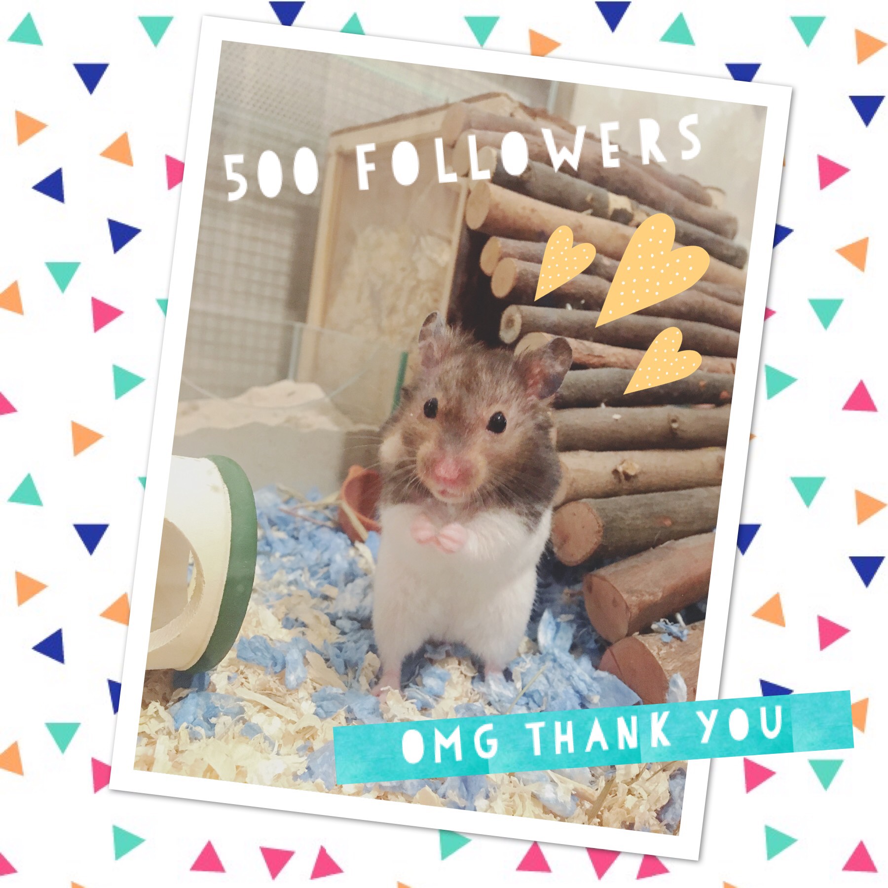 My hamster JarJar got 500 followers today :D yay