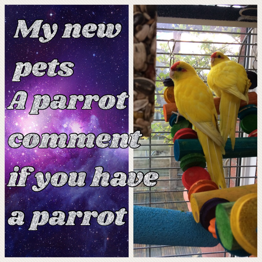 A parrot comment if you have a parrot or want one 