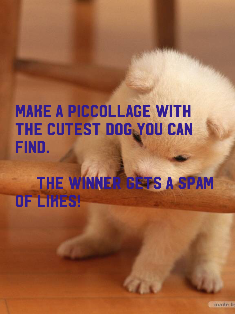 Make a piccollage with the cutest dog you can find.
The winner gets a spam of likes!