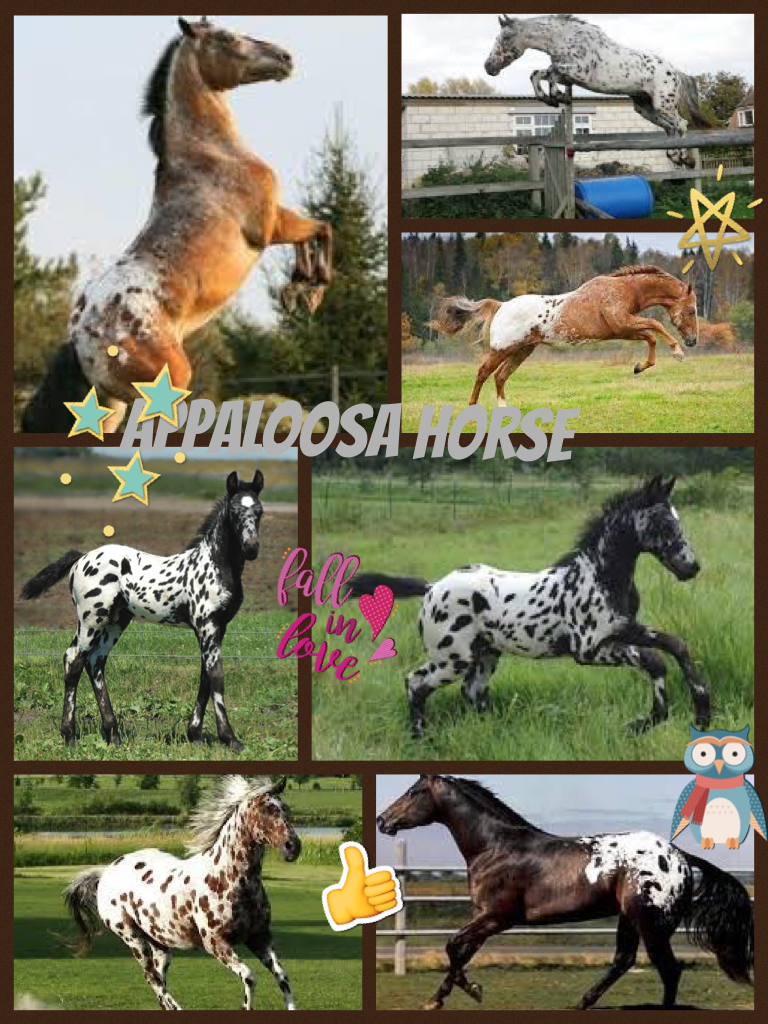 Beautiful Appaloosa Horses
