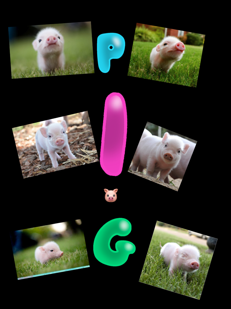 Pigs 🐷 