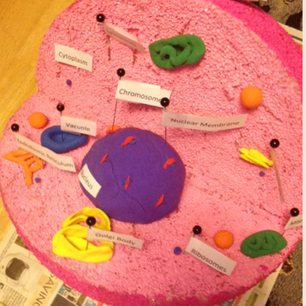 🌯Tap Cause BURRITOOOOSOSO🌯

I like burtos (yes I spell them wrong😏😎) Also this is my animal cell I made for my school project. It's due tomorrow!😜😍