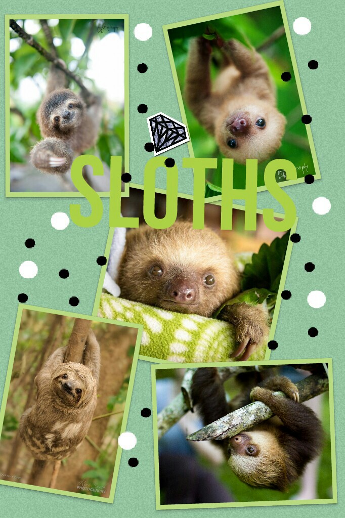 #Sloths#Zootopia