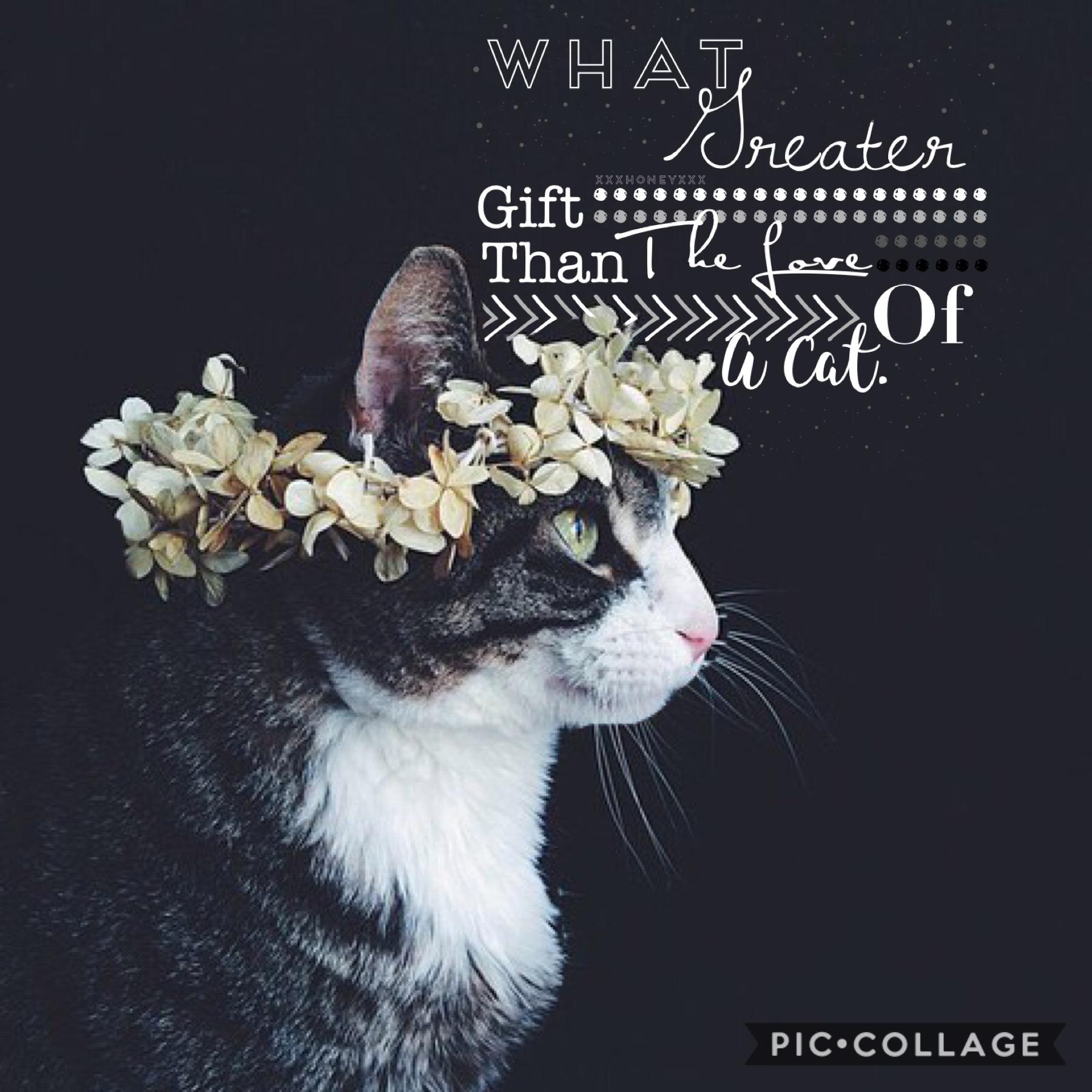 😺TAP😺

This quote is so true!! Go check out my account @Cat_Blog! I like to post some collages about my cats and I was thinking of posting some of my other pets.....!!