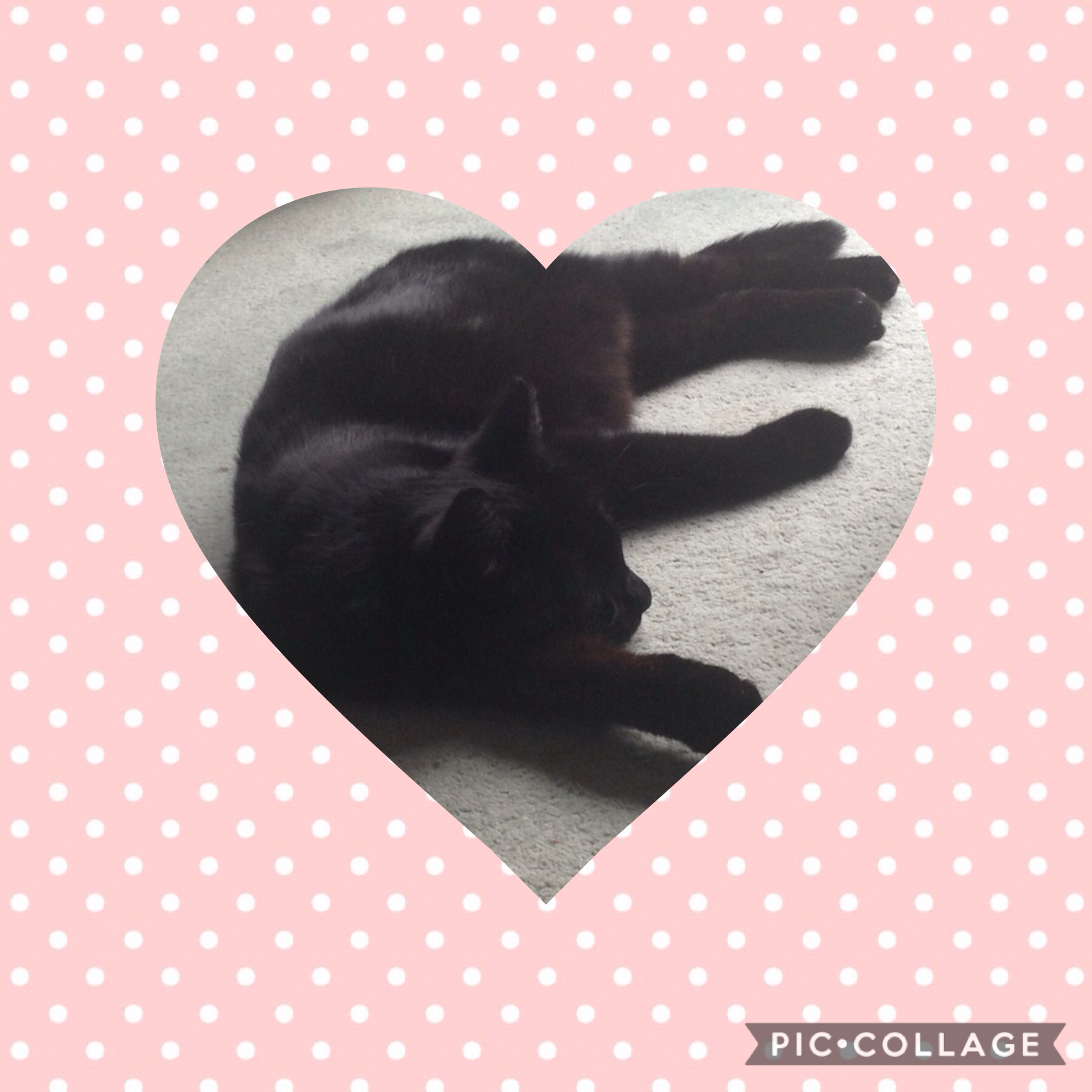 Here is my cat! Tappy
Comment or remix and like if you have a pet.