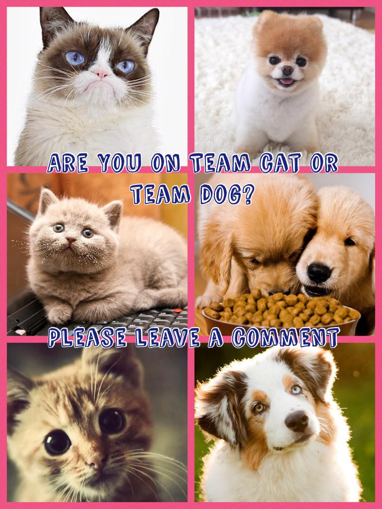 Team Cat or Team Dog?