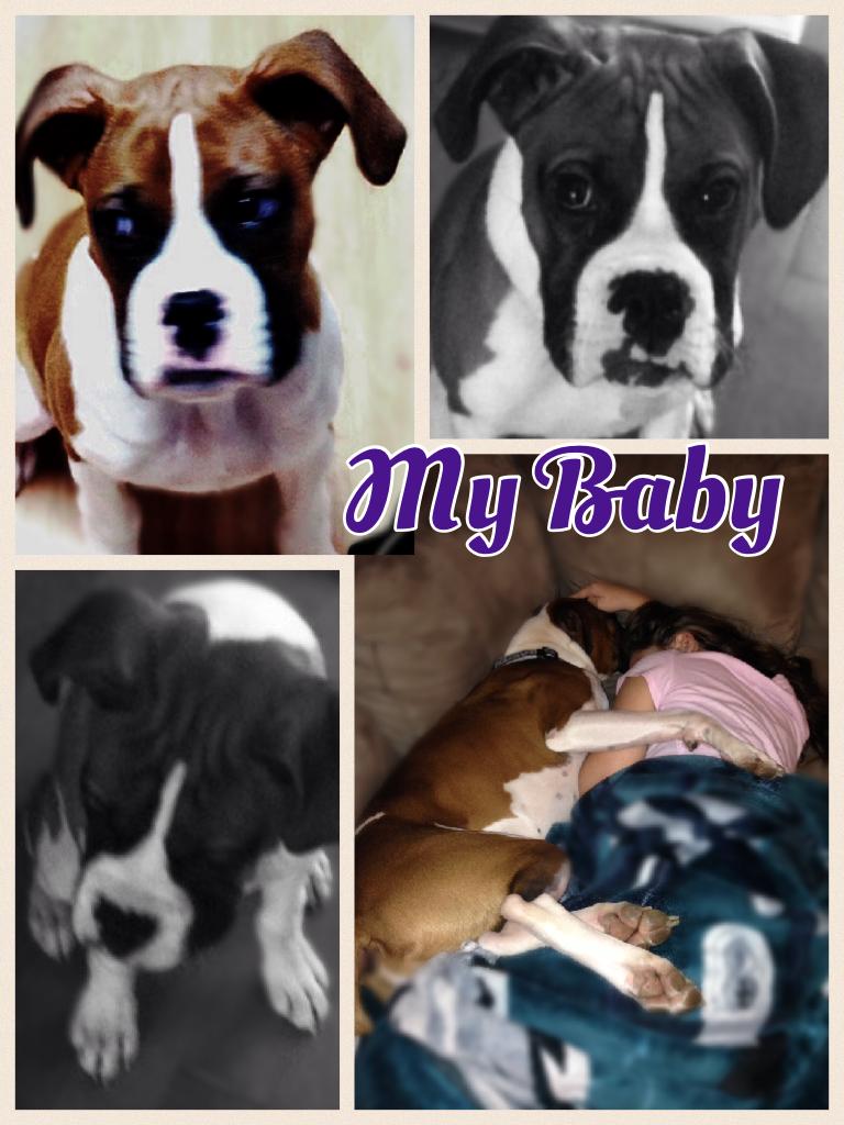 Name:Tank😜Breed:Purebred Boxer😜 About Him: his dad was a world class show dog and his mom was a sweetheart he's a lovable puppy that we got on Christmas Day 2015 and we luv him very much but he HATES lettuce😂😂😂😂