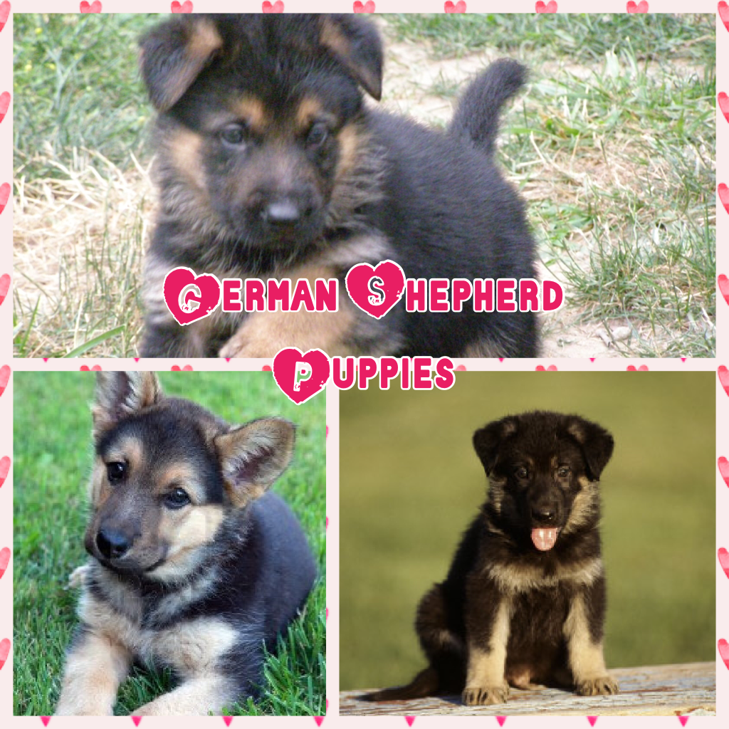   🐶Tap tap🐶
Thank the lord! Bc I'm able to get a German shepherd pup!🐶He provides!