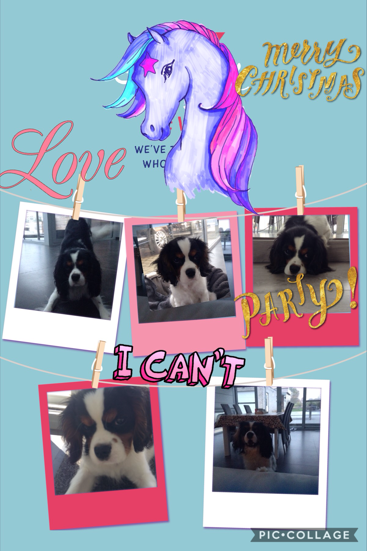 Lili my dog i love my dog