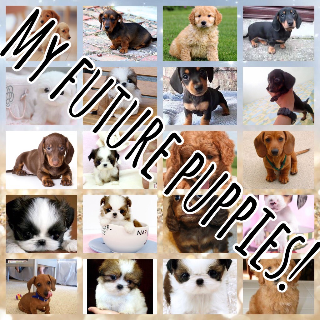 My future puppies! All adorable!