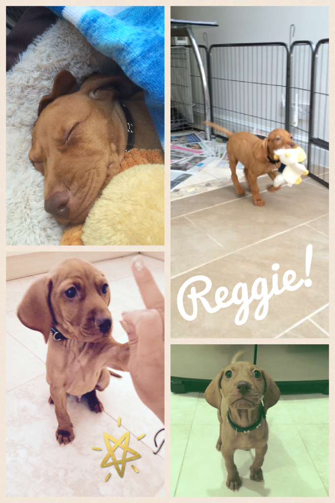 Reggie!

Breed: Hungarian Vizsla

Siblings: Milo

Info: He's sharing my account so now we're: @MiloAndReggie

Where to find us:

Musical.ly: @MiloAndReggie