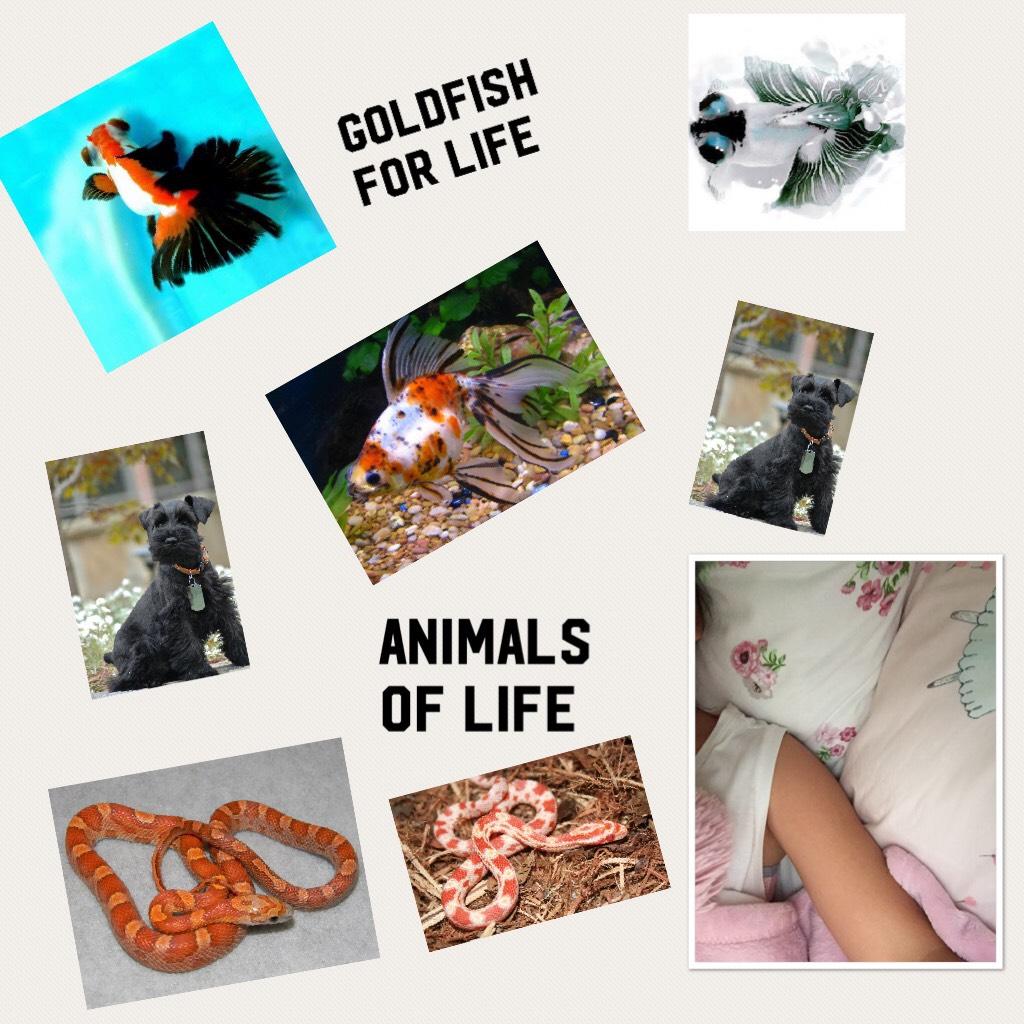 Animals of life