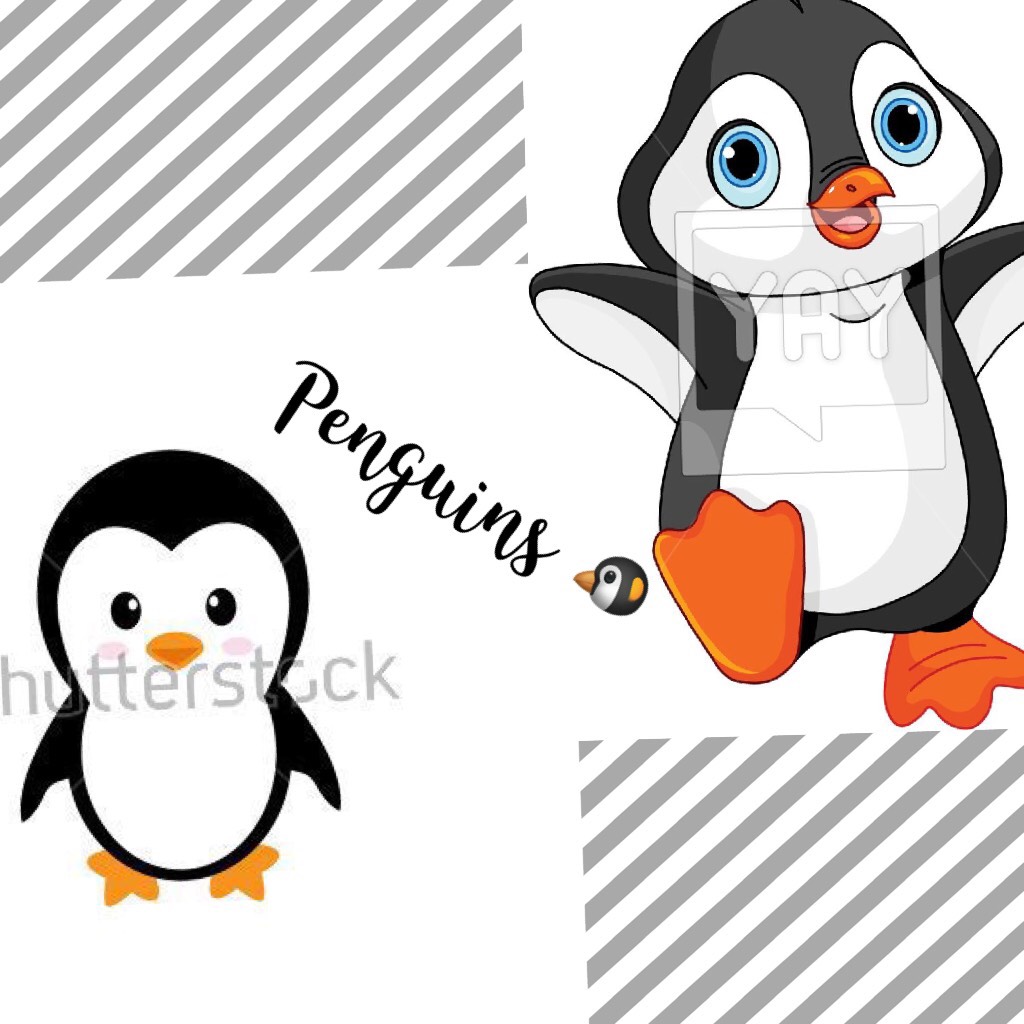 Penguins 🐧 