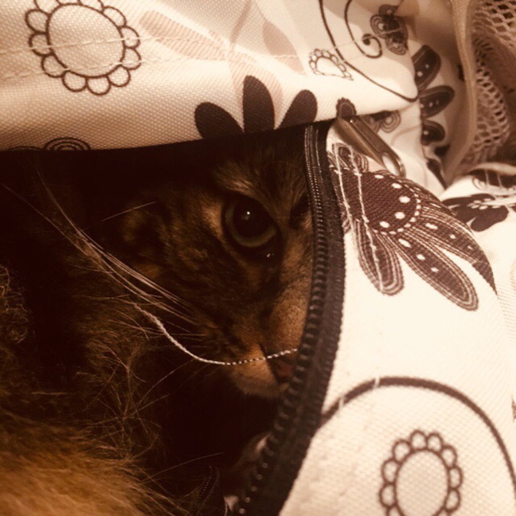 my cat climbed into my moms backpack??? 

oH MY GOD THE FIFTH OF JULY ACOUSTIC gO liStEN. nOW. 