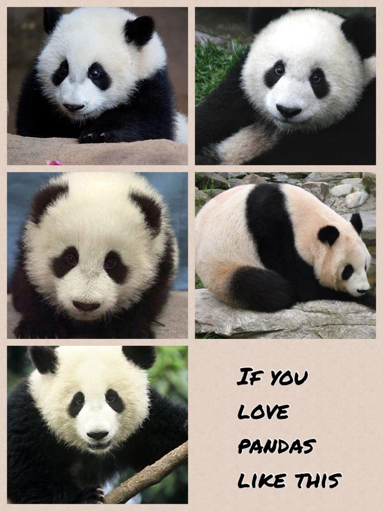 If you love pandas like this