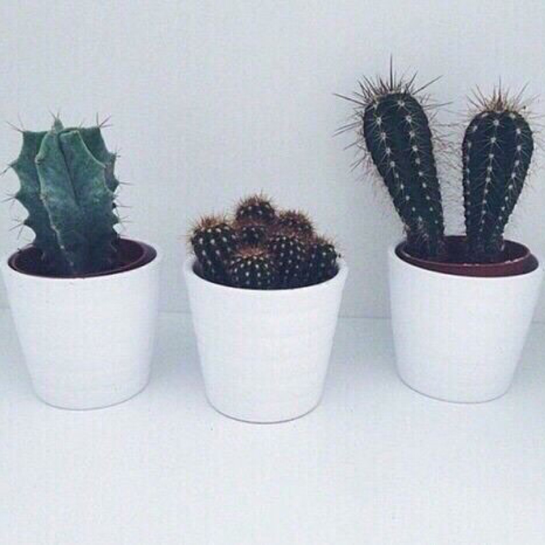 i love cacti, can you tell?