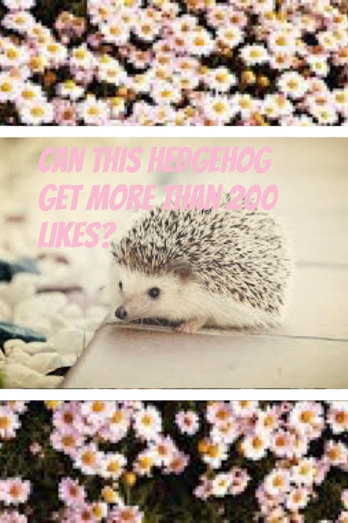 Can this hedgehog get more than 200 likes?