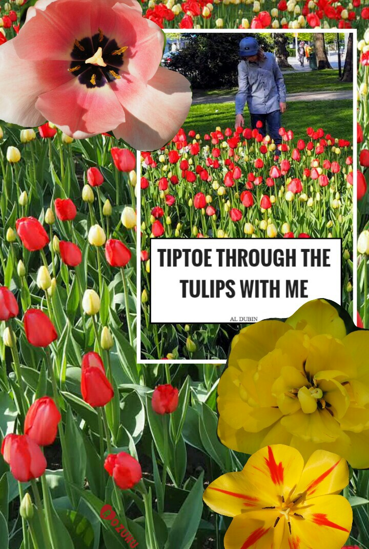 Tulip times in Finland 🙌😎