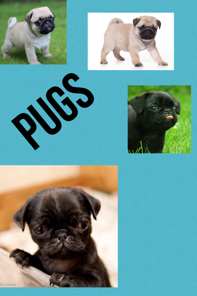 Pugs 