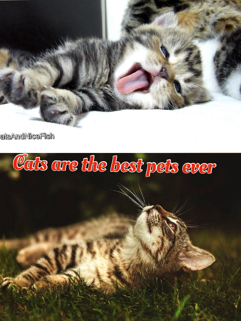 Cats are the best pets ever
