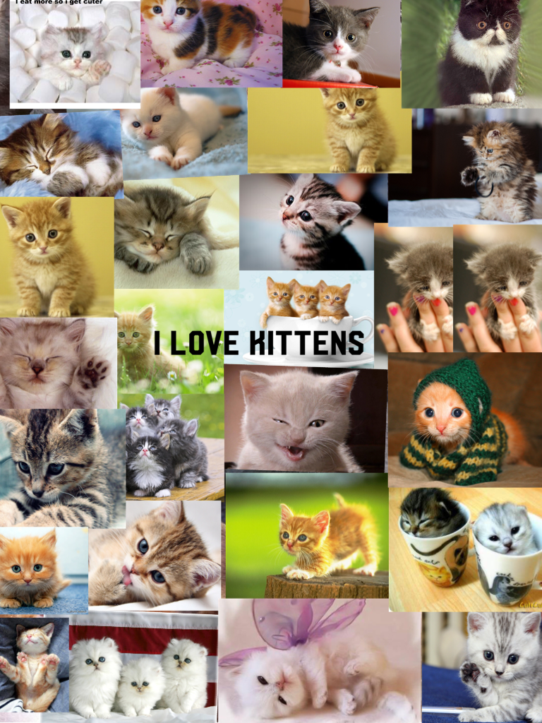 I love kittens ❤️️❤️️❤️️
