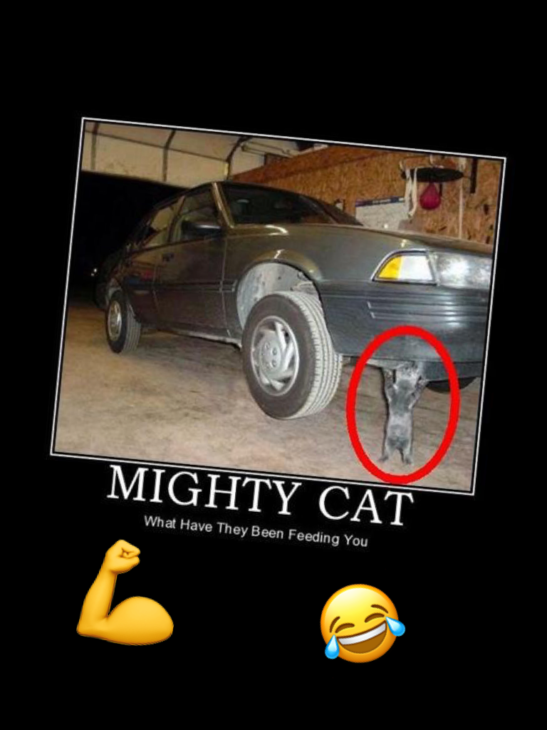 Mighty cat