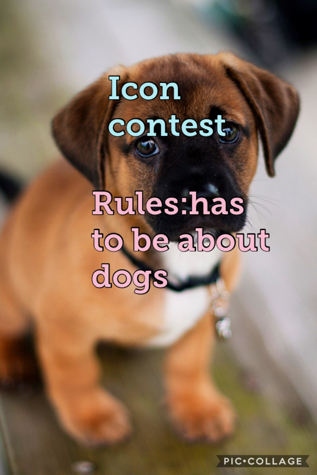 Icon contest!!!!