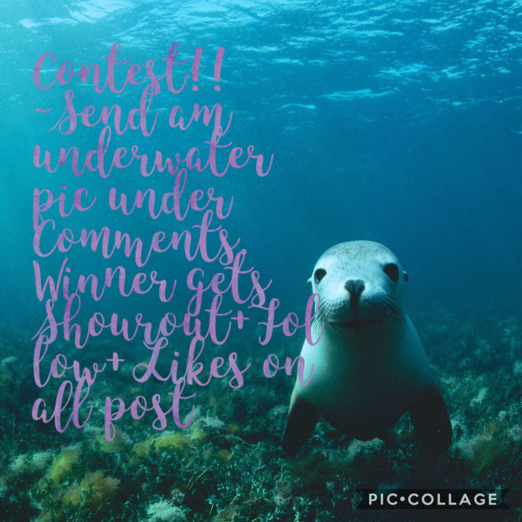 Contest!!~send an underwater pic under comments on this post. Winner gets Shoutout+Follow+Likes on all post!! Good luck!! 