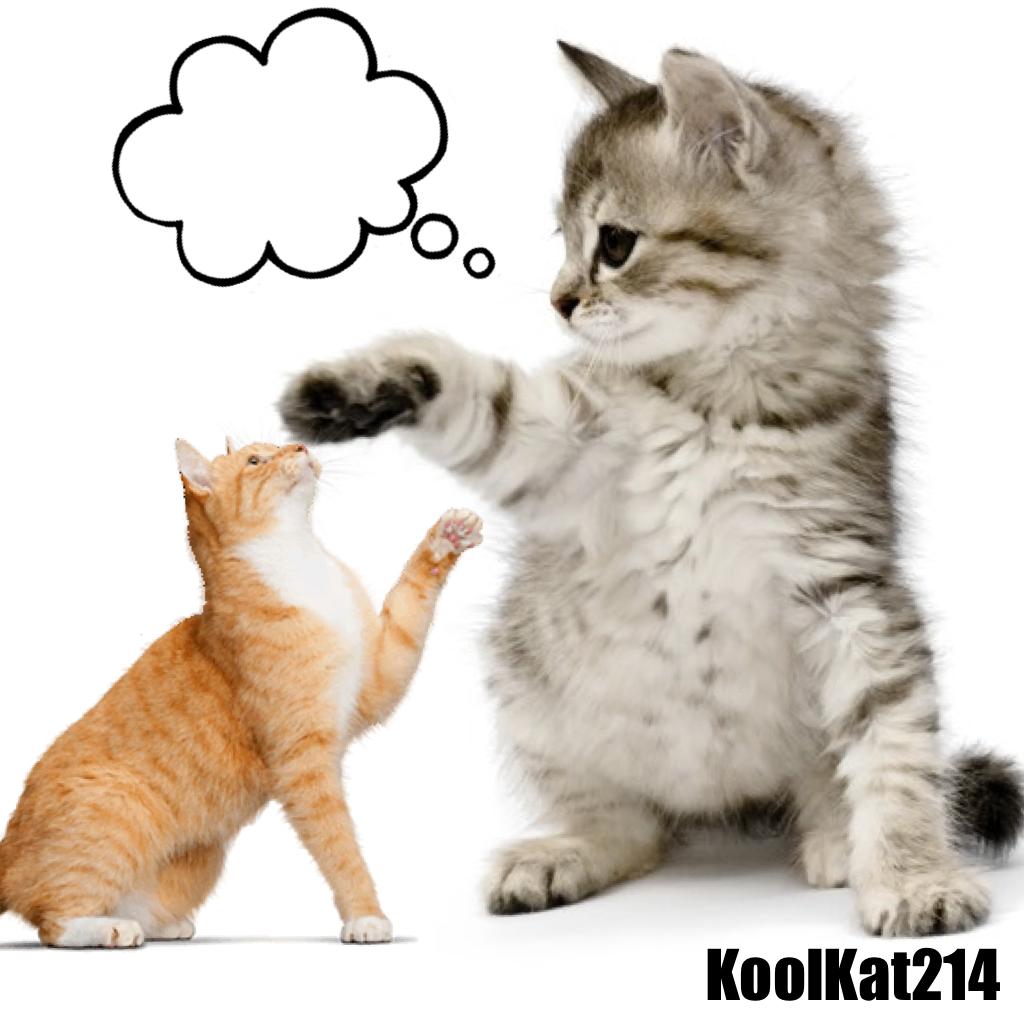 What is this kitten thinking? Remix with your answer in the thought bubble!