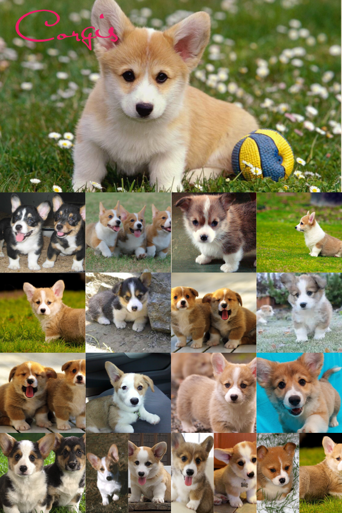 Corgis!!!!
Sorry I haven't posted in a while I've just been busy!!!
I will try to post more today!!!