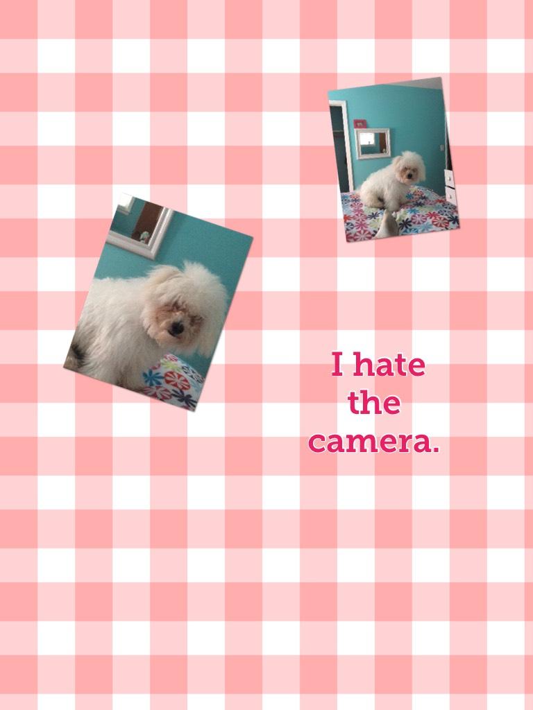 Badger hates my iPad camera.