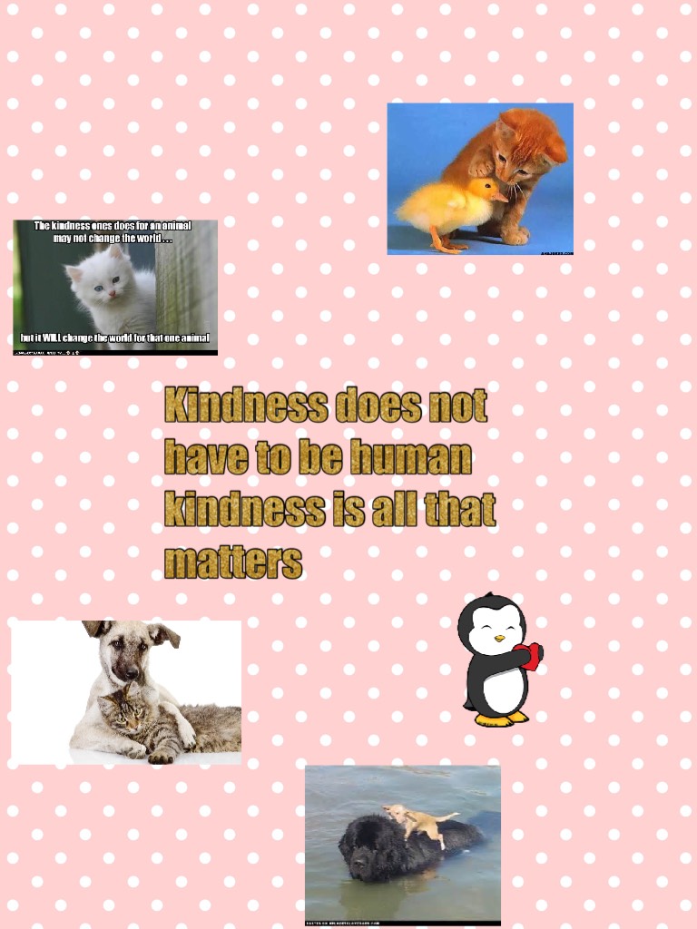 Kindness for animals