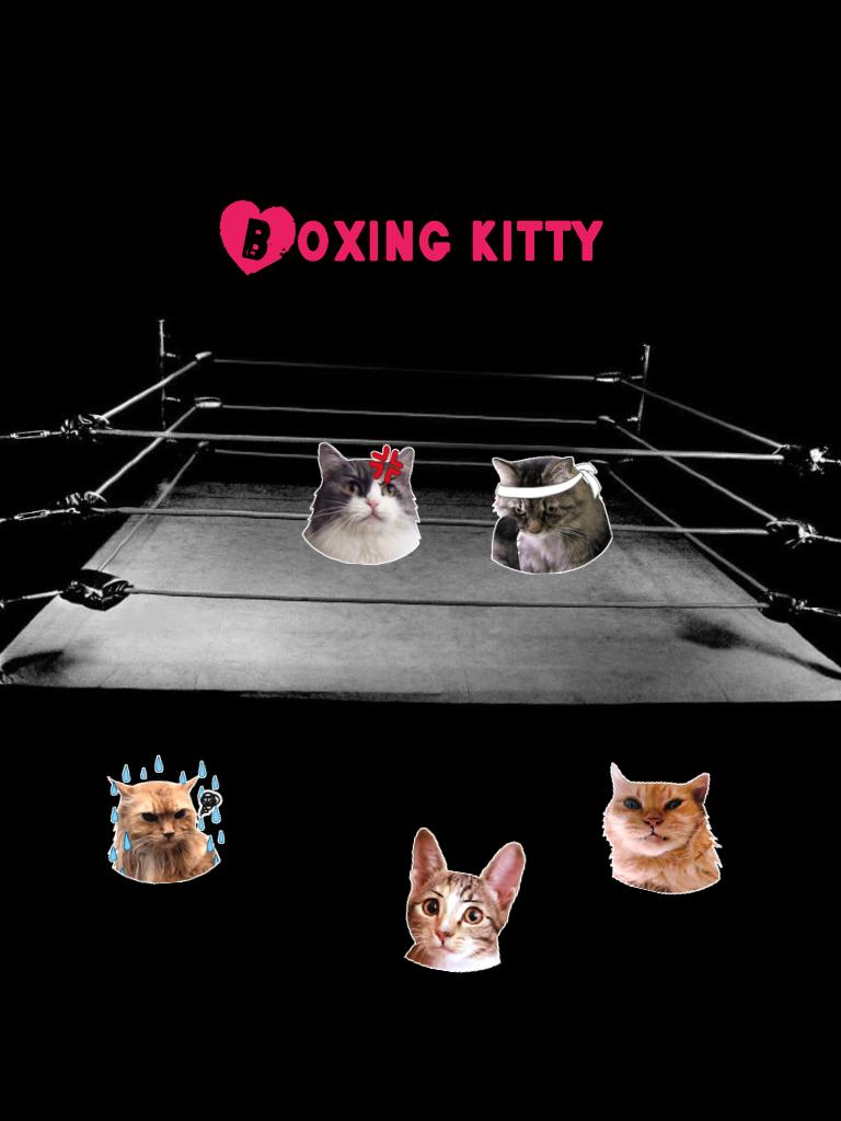 Boxing kitty