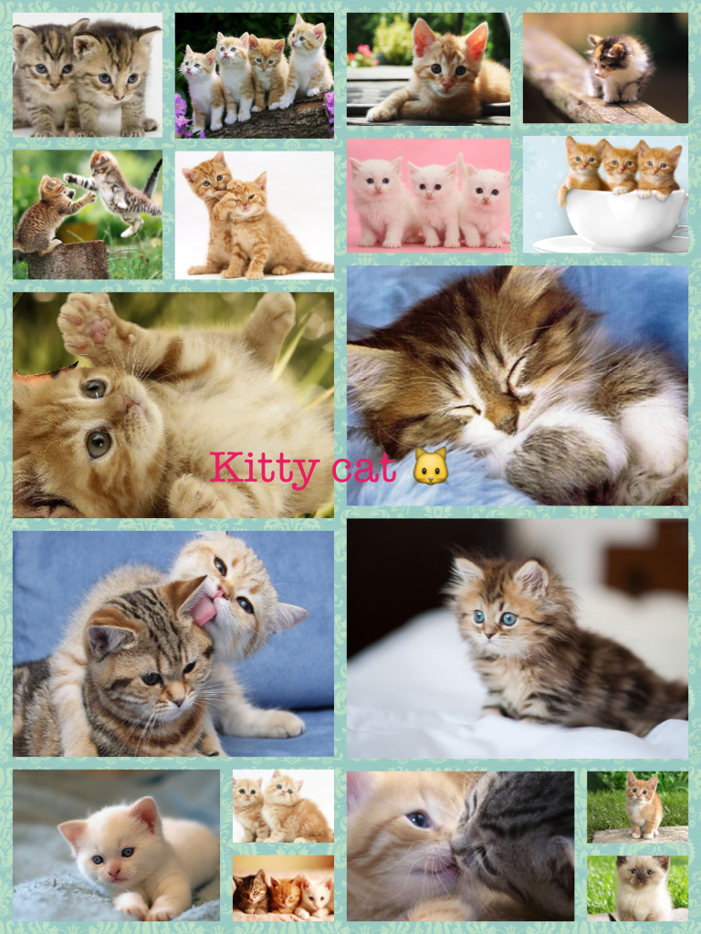 Kitty cat 🐱 
