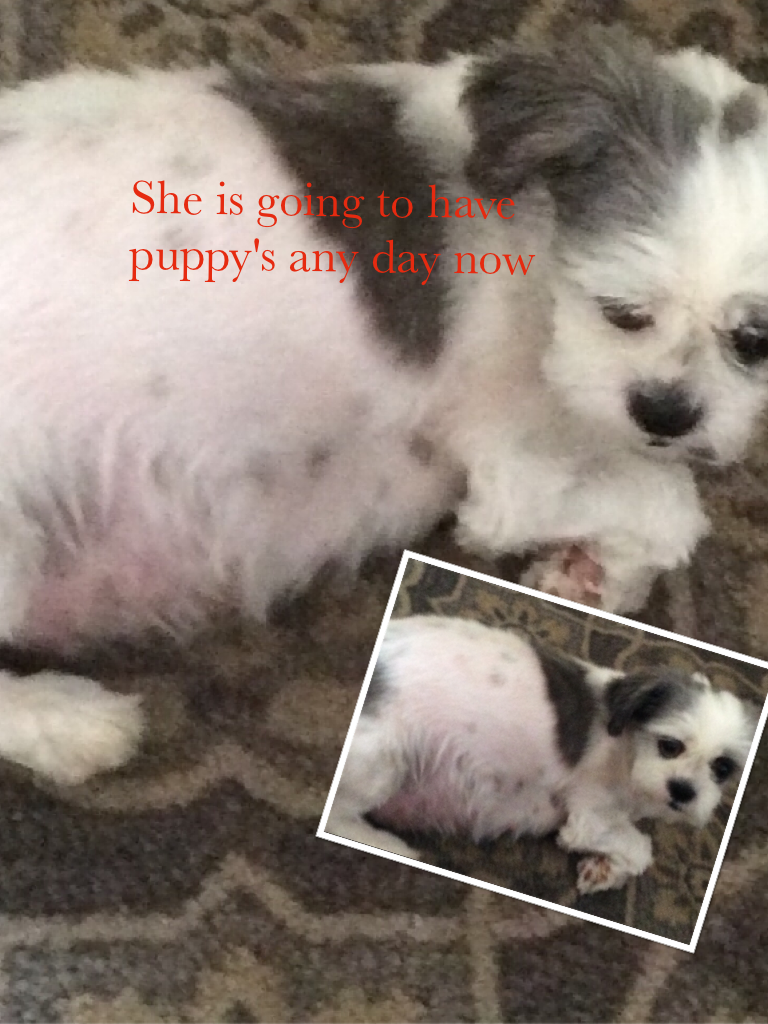 She is going to have puppy's any day now