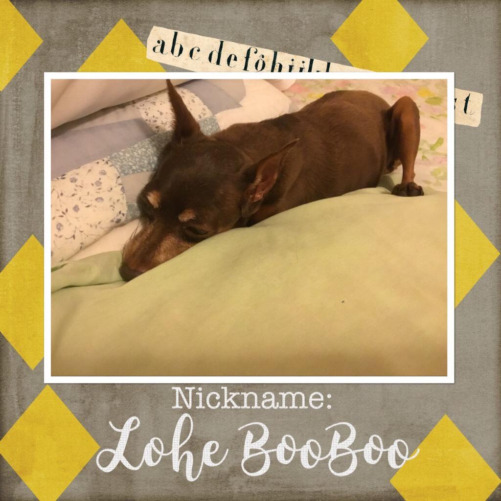 There is nothing truer in this world than my love for this beautiful dog. Her name is Lohe... sometimes I call her Lohe Booboo!?🤩🤪😂 I made this a while back but today was a special day, a milestone and I want signify that with a gorgeous picture of my one