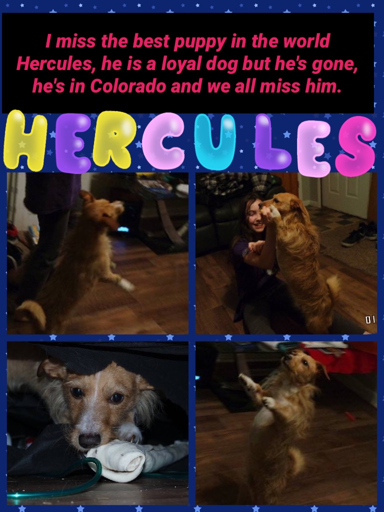 Hercules: best dog in the world