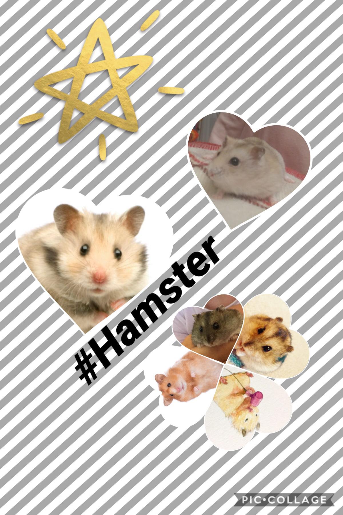 Tap if you love hamsters !!!🐹