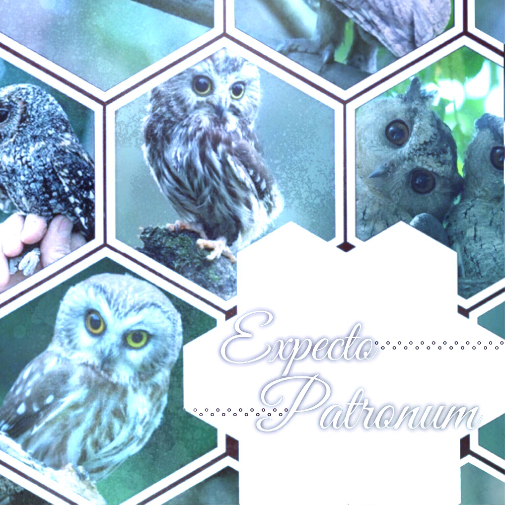 This is my pottermore patronus! It's a Scops Owl. If u can Feinstein the mistake in one of my last 3 collages (including this), I will give you ashoutout! Comment down below!
QOTP: What's ur patronus? 
#featuremyfandom