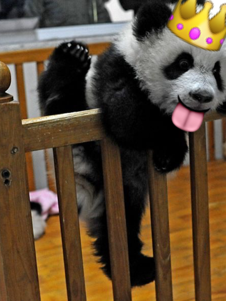 Queen panda