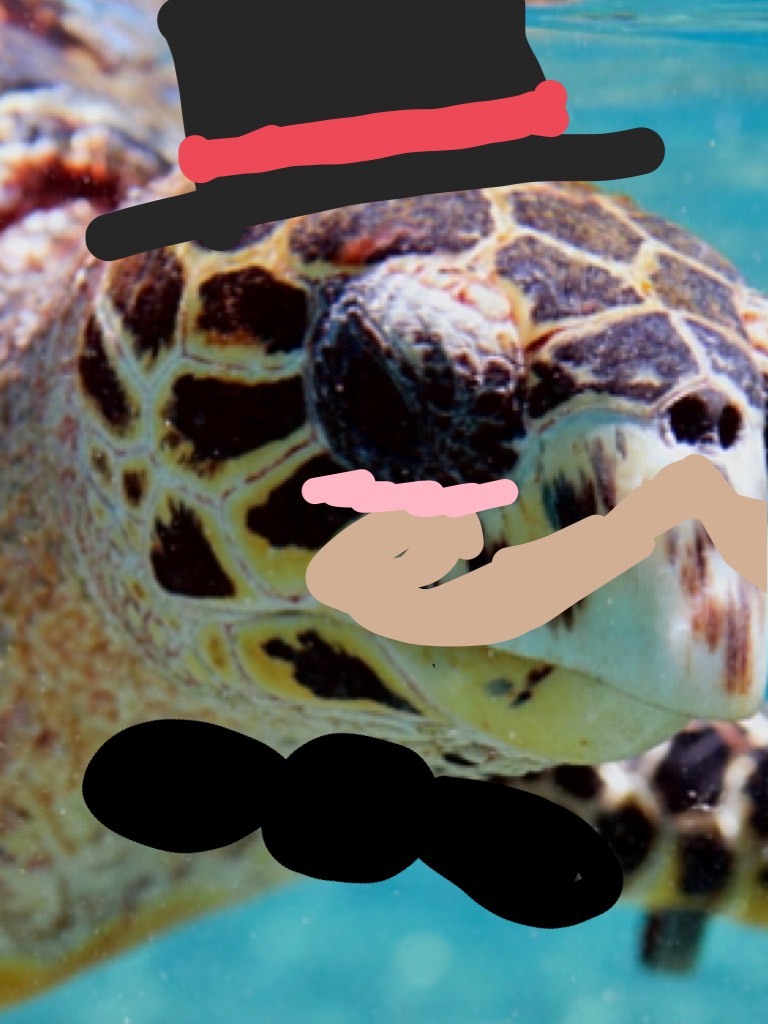 Mister Sea Turtle 