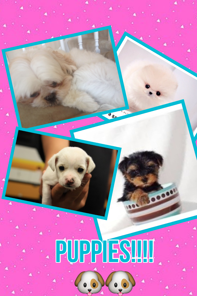 Puppies!!!!🐶🐶