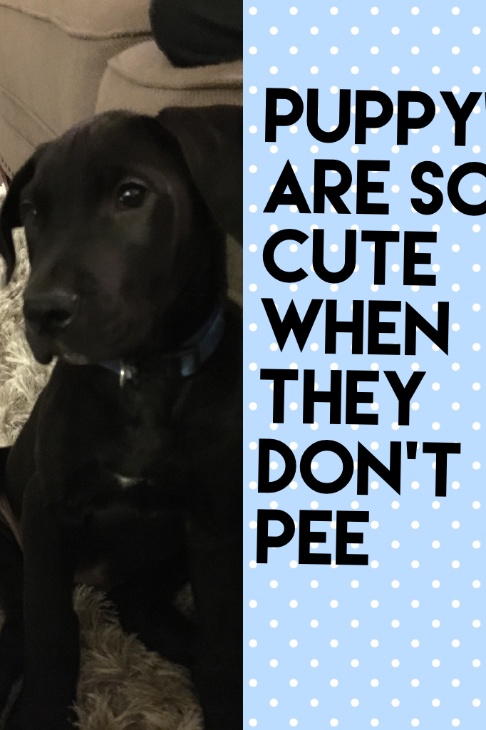 Puppy's are so cute when they don't pee