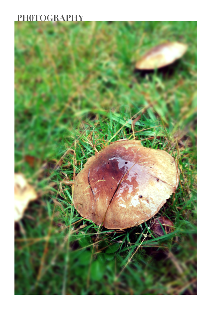 Mushrooms in my backyard!