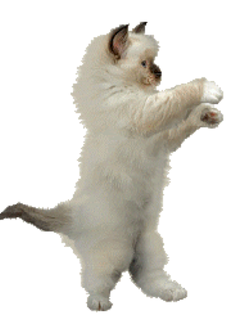 Who says cats can't dance or do the what this cat is doing