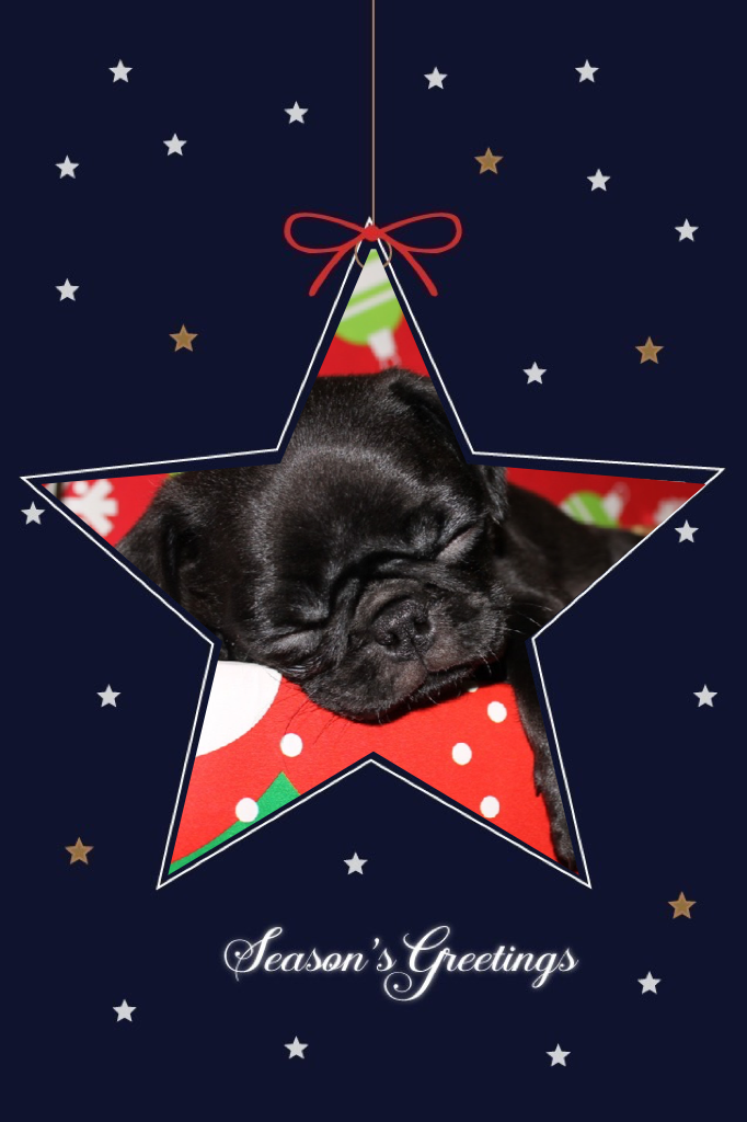 OH My Goat it is a pug star